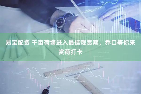易宝配资 千亩荷塘进入最佳观赏期，乔口等你来赏荷打卡